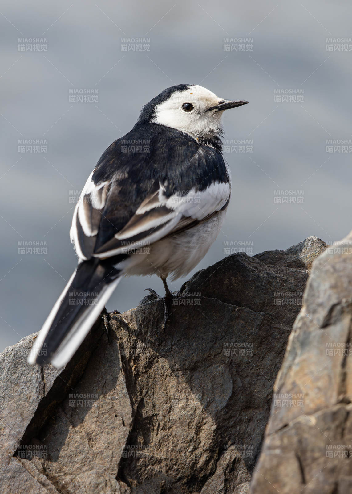白鹡鸰栖岩畔图片