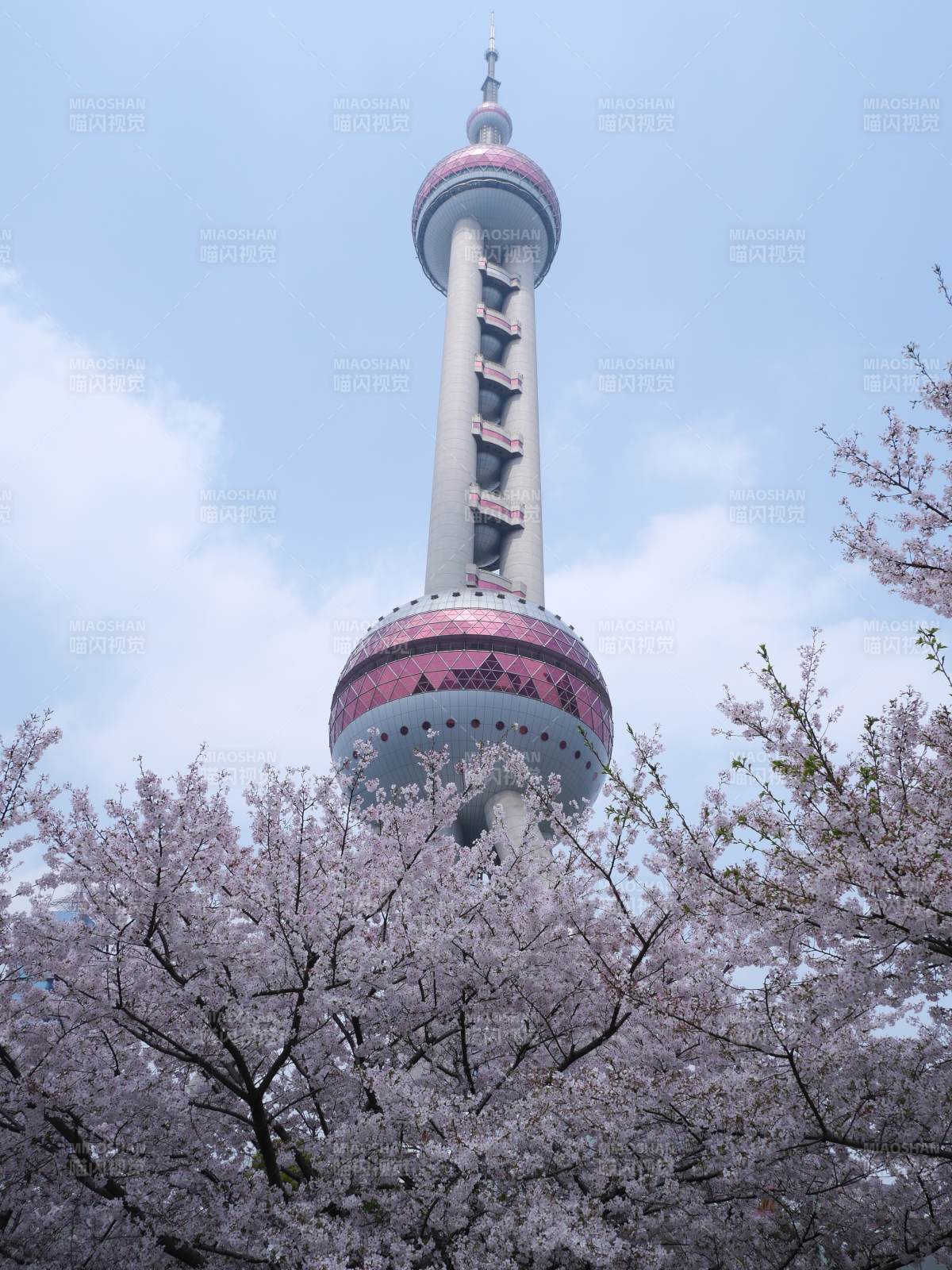 樱花映衬东方明珠图片