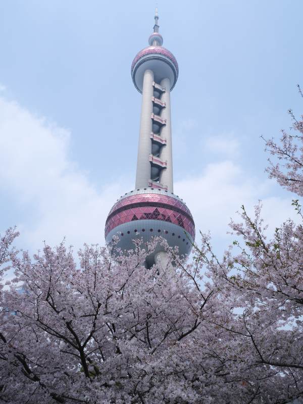 樱花映衬东方明珠图片