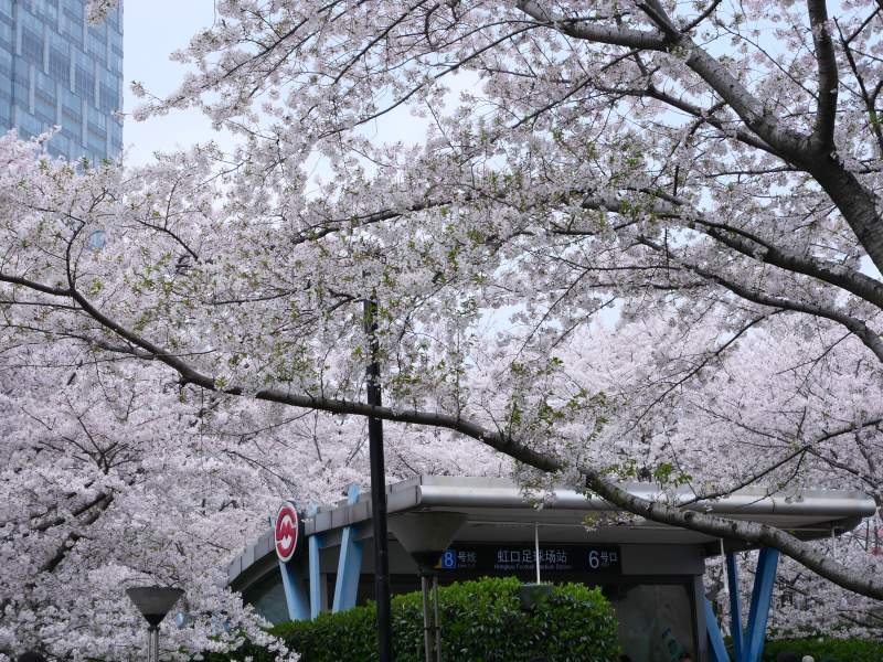 樱花盛开的车站图片