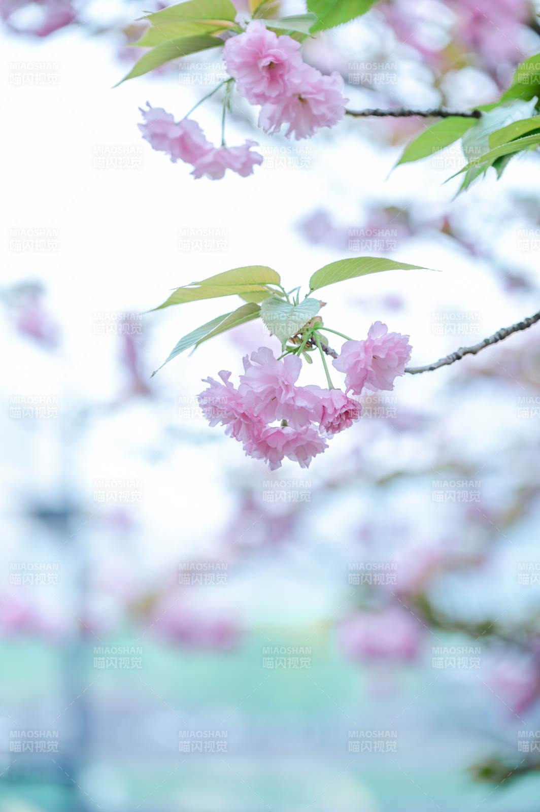 樱花绽放春意浓图片