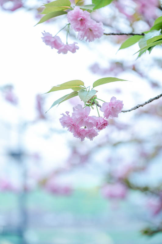 樱花绽放春意浓图片