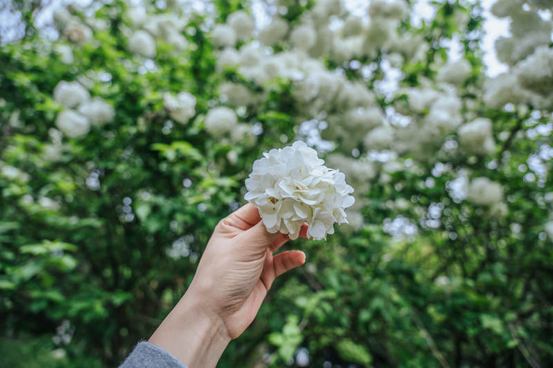 手捧洁白绣球花图片