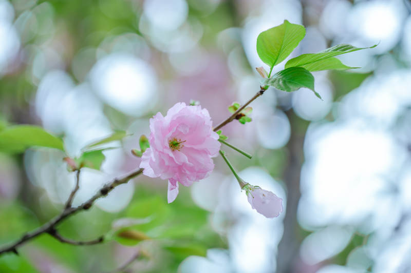 樱花绽放春意浓图片