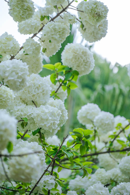 洁白绣球花绽放图片