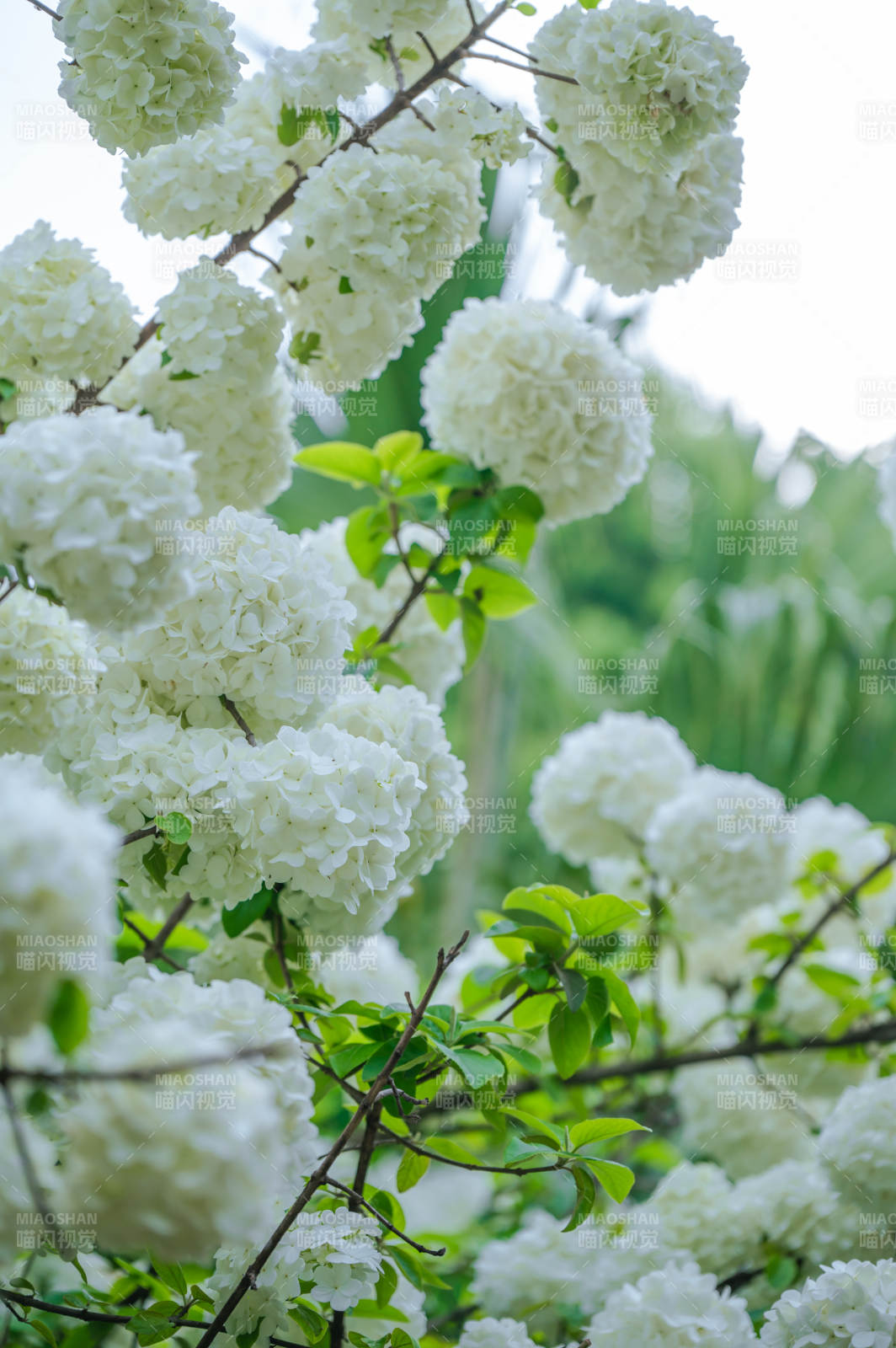 洁白绣球花绽放图片