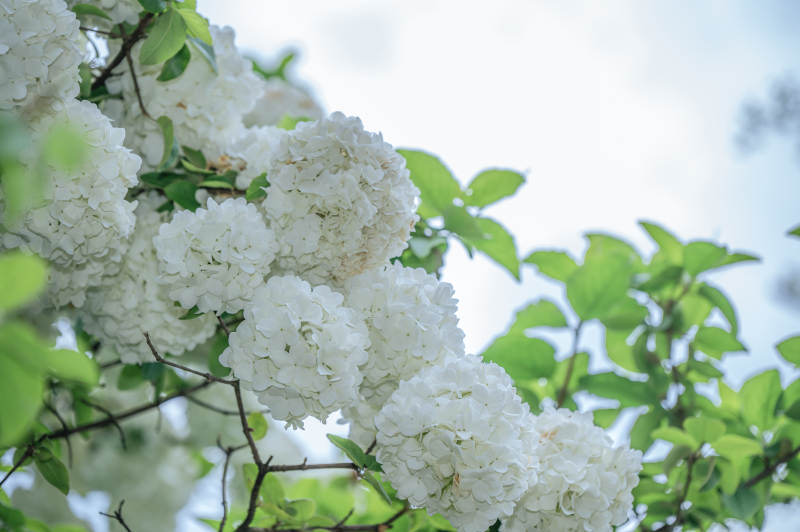 洁白绣球花绽放图片