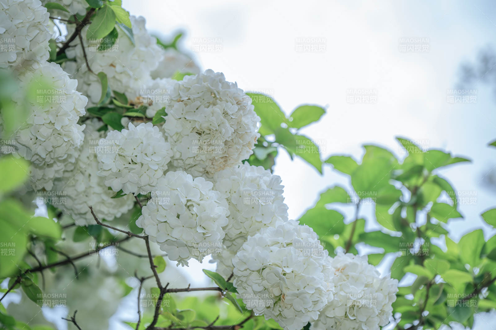 洁白绣球花绽放图片