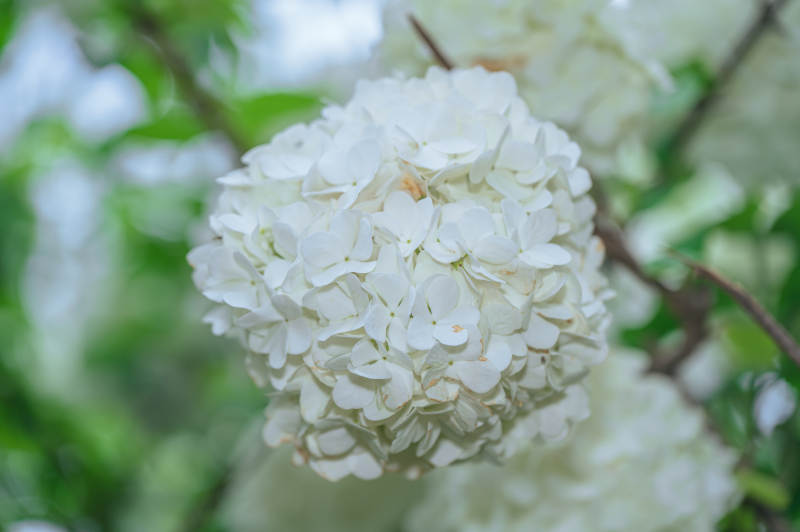 洁白绣球花绽放图片