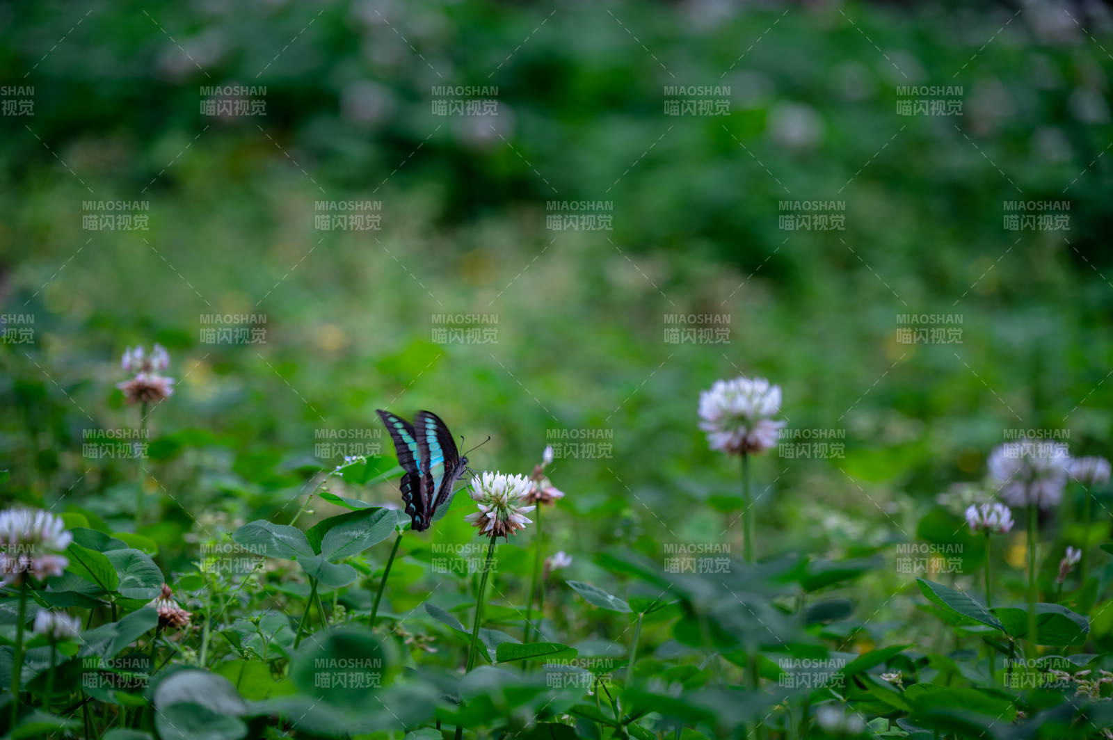蝶舞花间 大冶青龙山公园图片