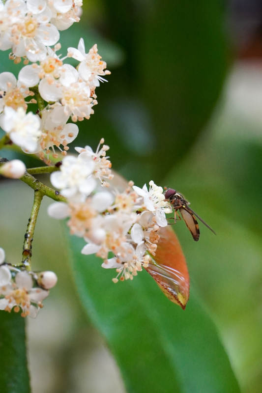 花间飞舞的蜂影图片