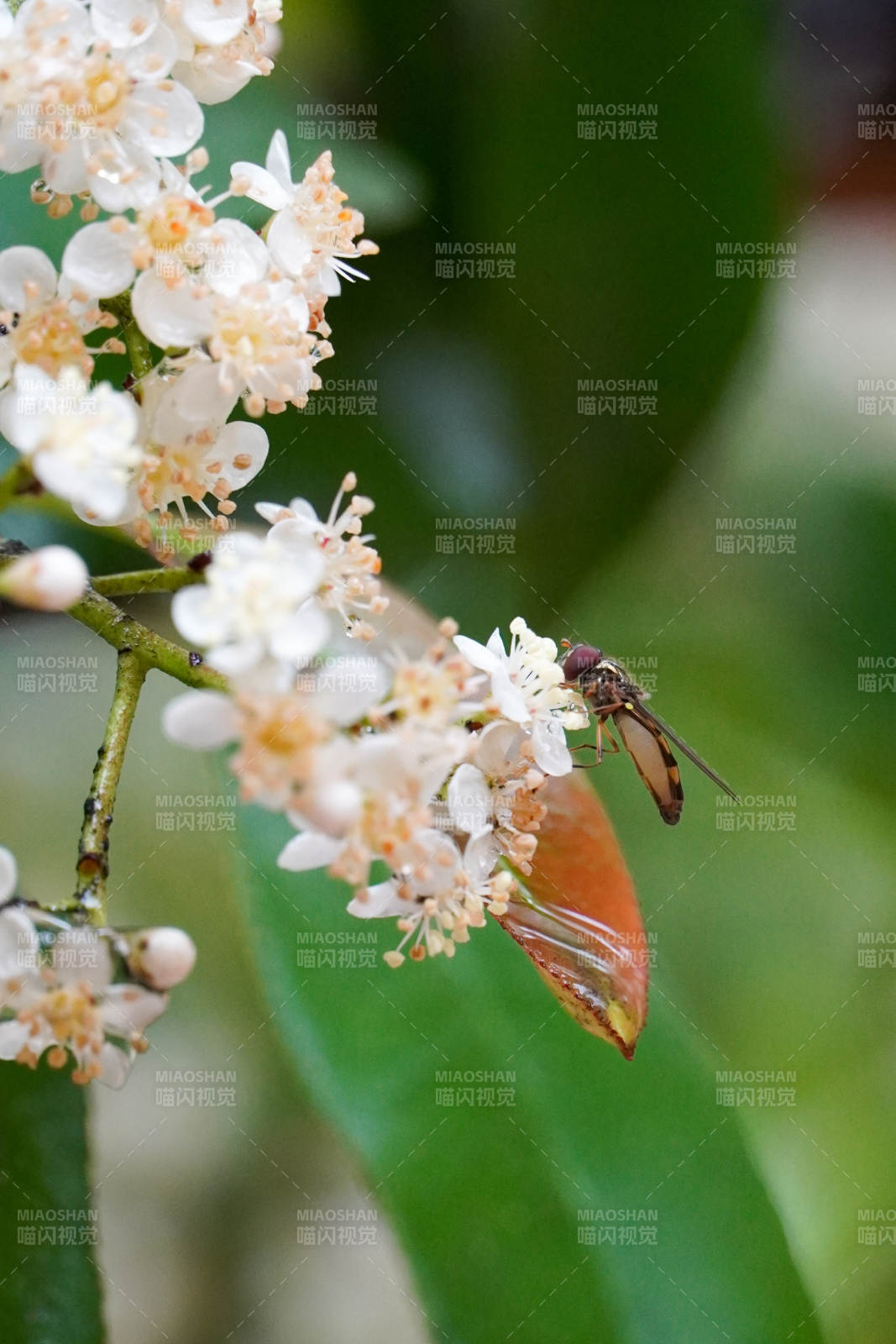 花间飞舞的蜂影图片