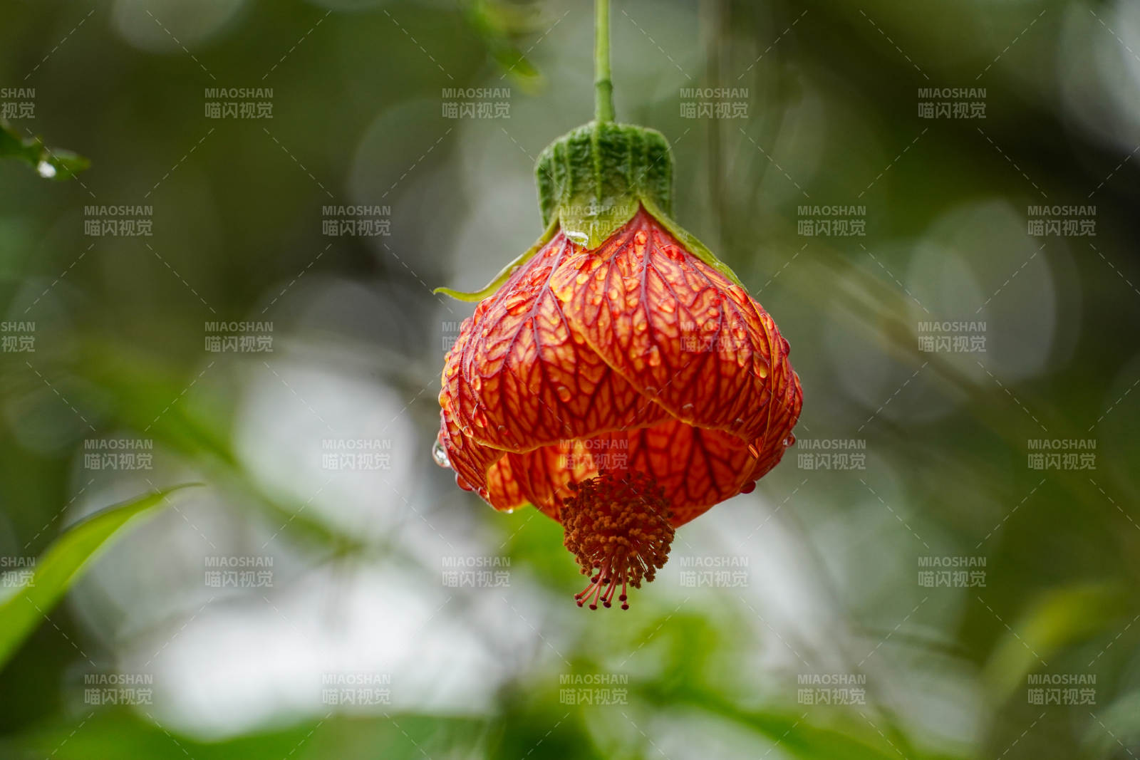 红花垂挂枝头图片