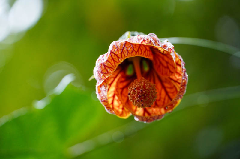 橙色铃铛花绽放图片