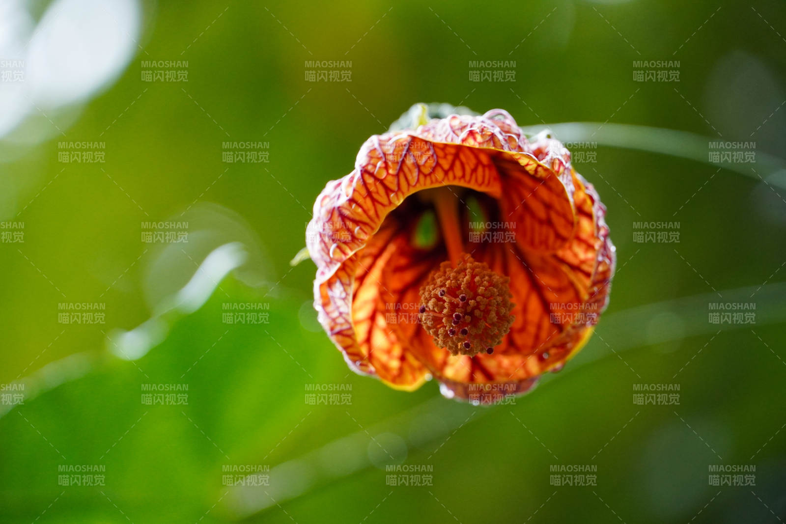 橙色铃铛花绽放图片