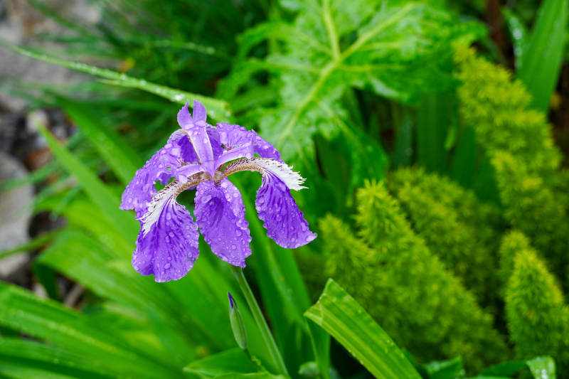 紫鸢尾花绽放图片