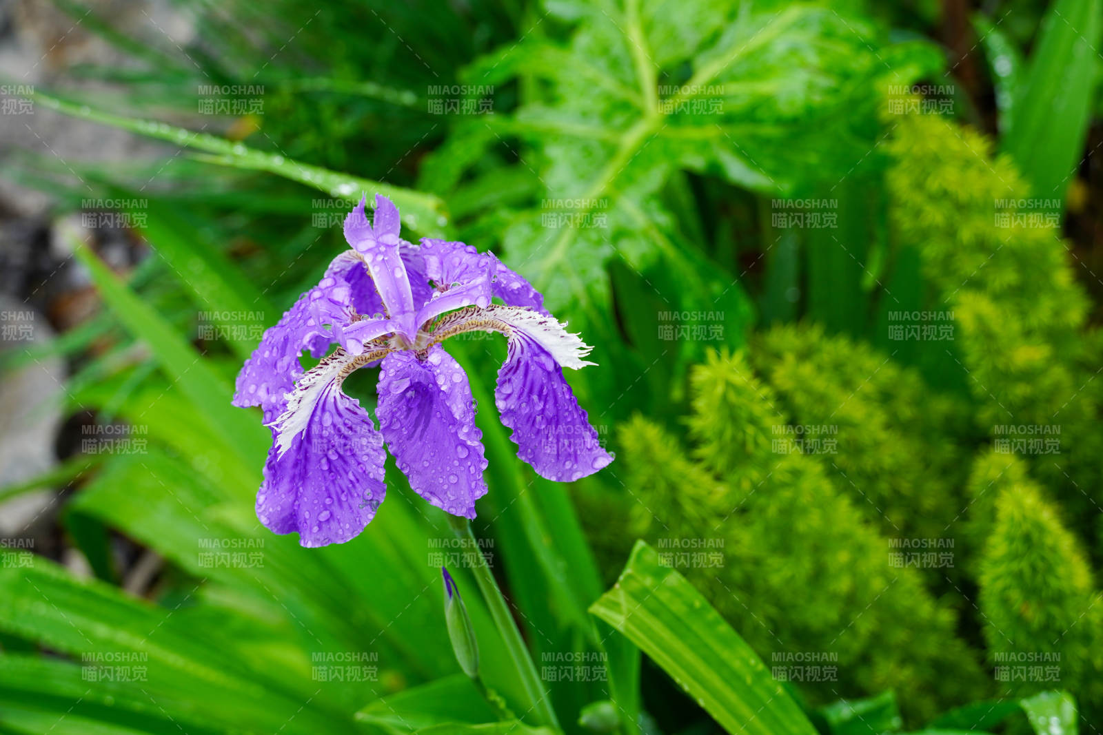 紫鸢尾花绽放图片