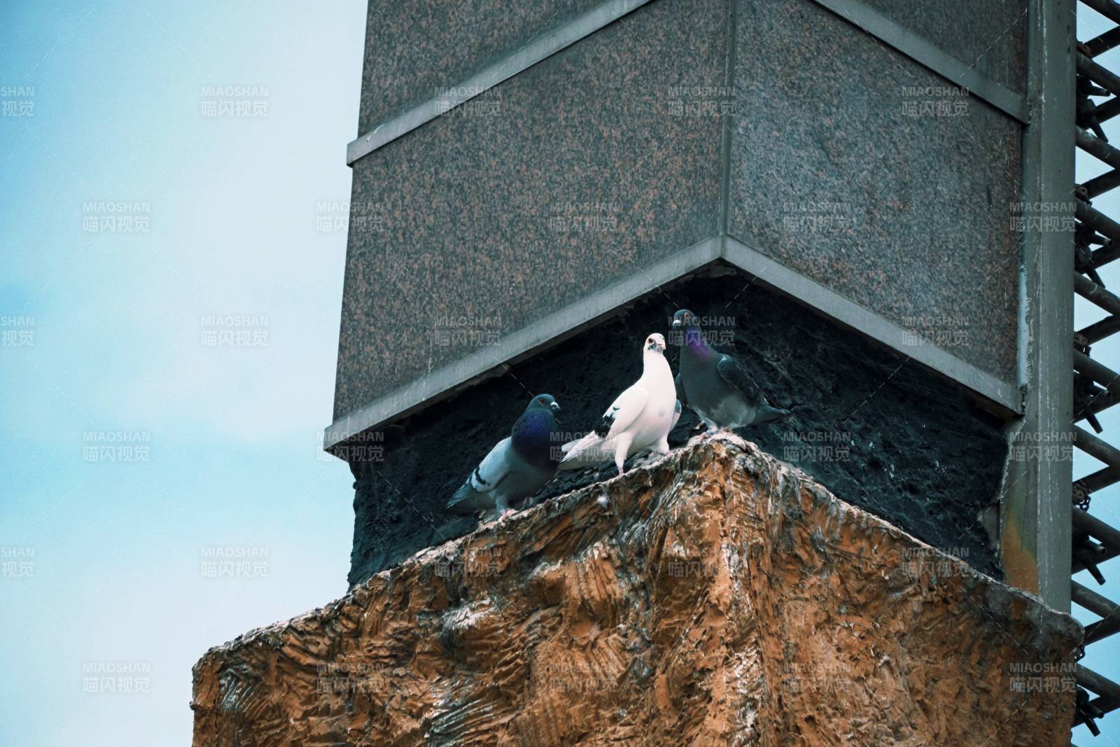 三鸽栖顶 静观云天图片
