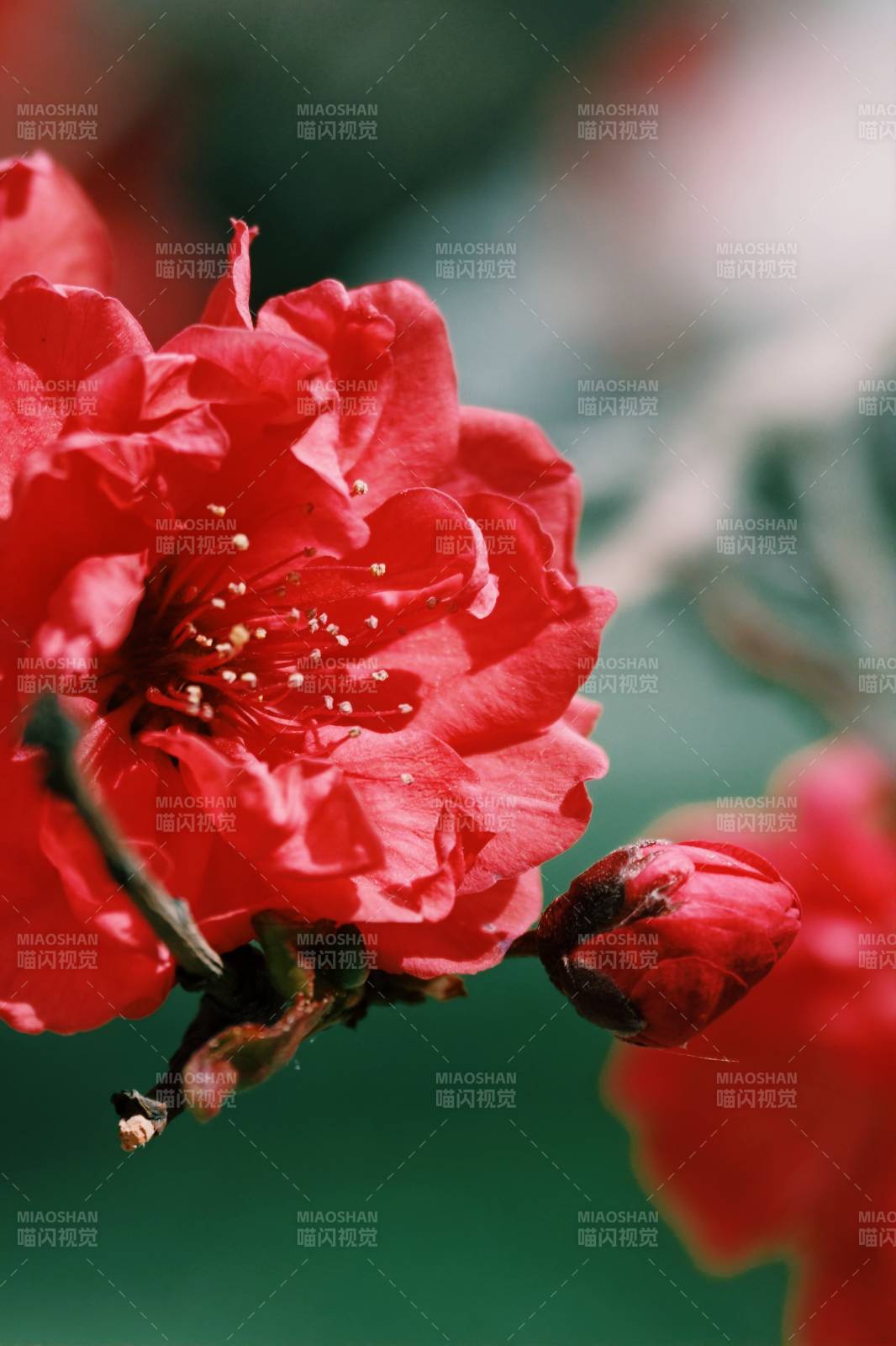 红梅绽放枝头图片