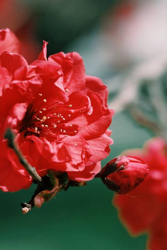 红梅绽放枝头图片