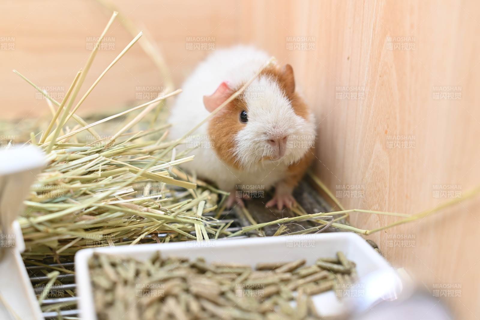 可爱豚鼠吃草图片