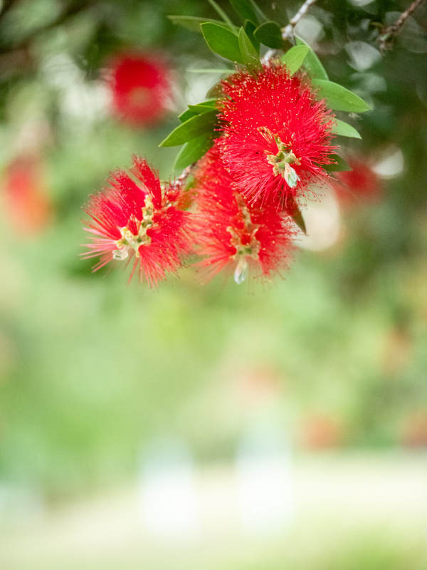 红花绿叶映春光图片