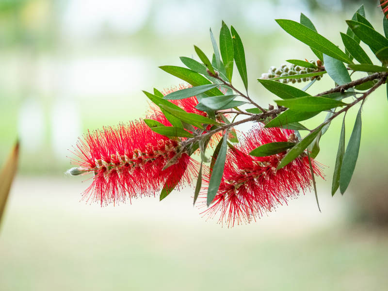 红花绿叶枝头绽放图片