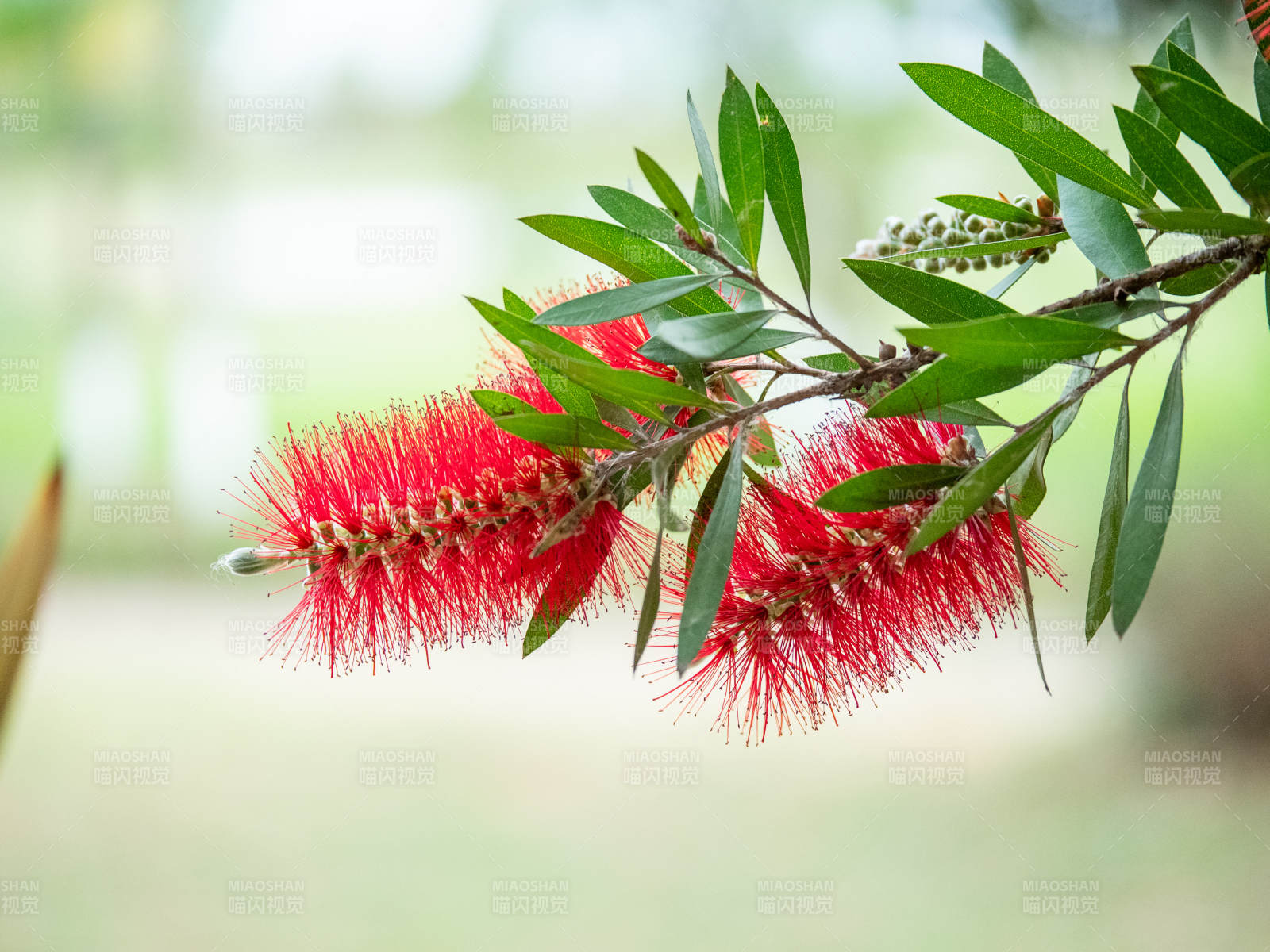 红花绿叶枝头绽放图片