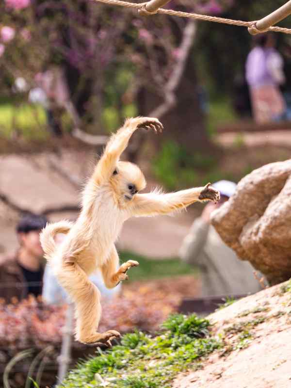 金丝猴跃动瞬间图片