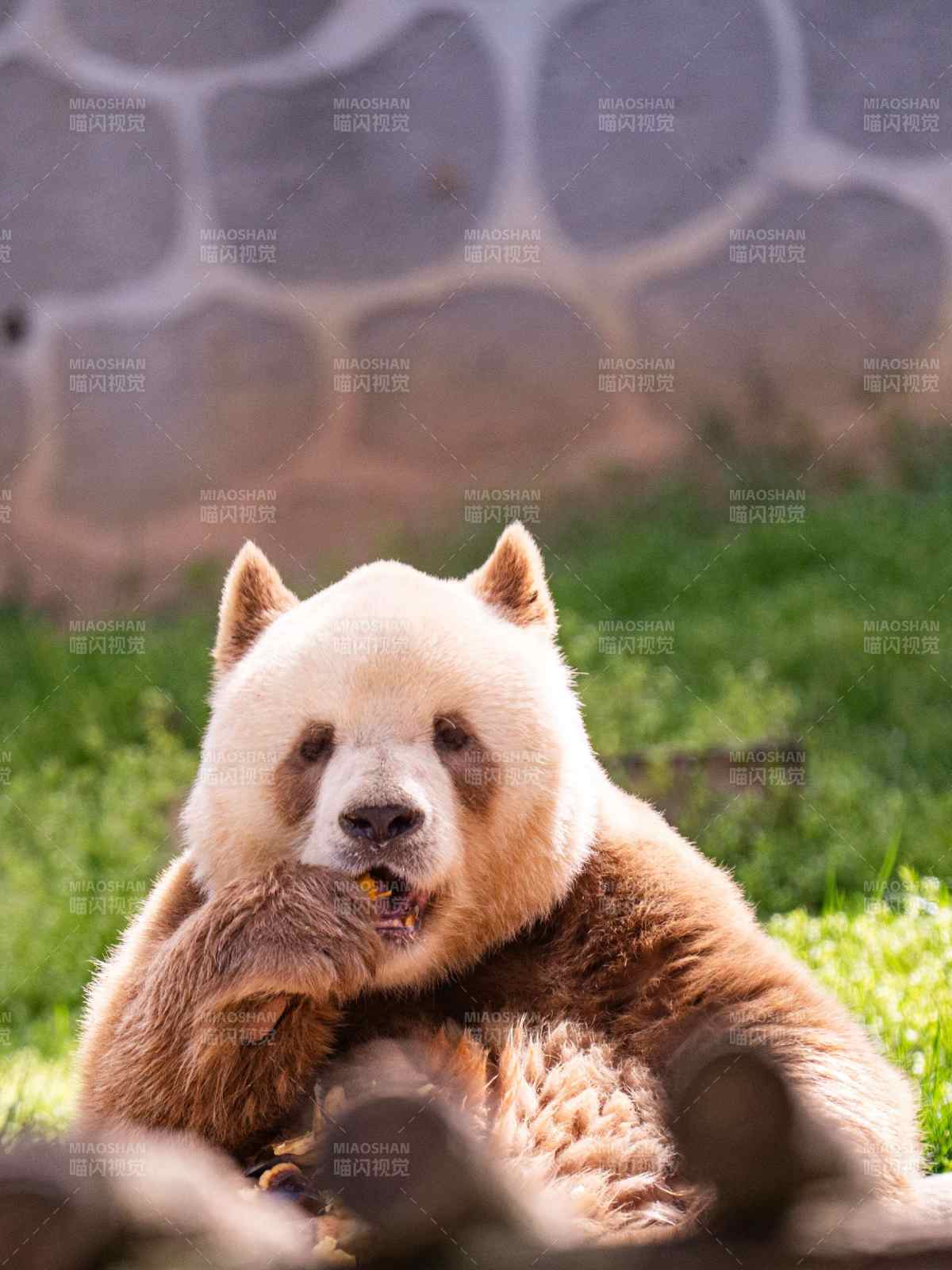 棕熊悠闲啃食图片