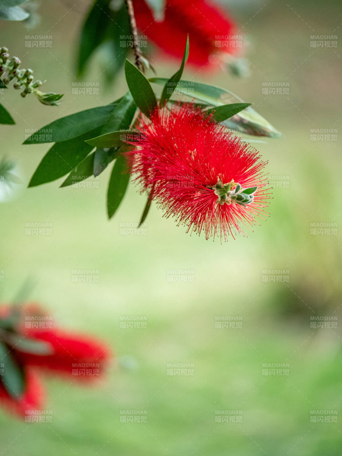 红花绿叶映春光图片