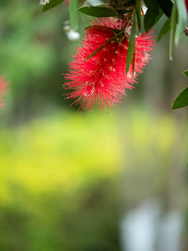 红花垂枝 绿叶相伴图片