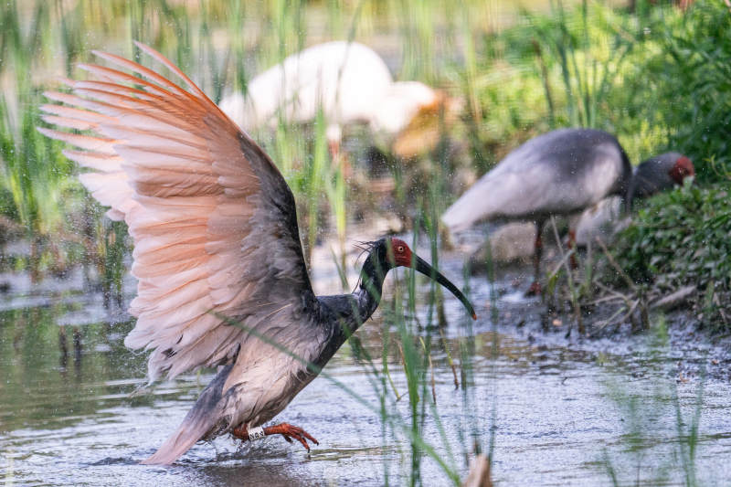 鹮鸟展翅水边图片