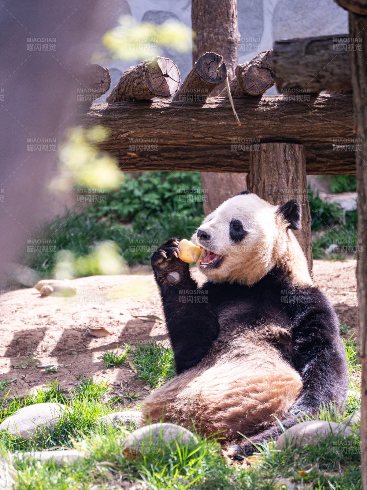 熊猫享美食图片