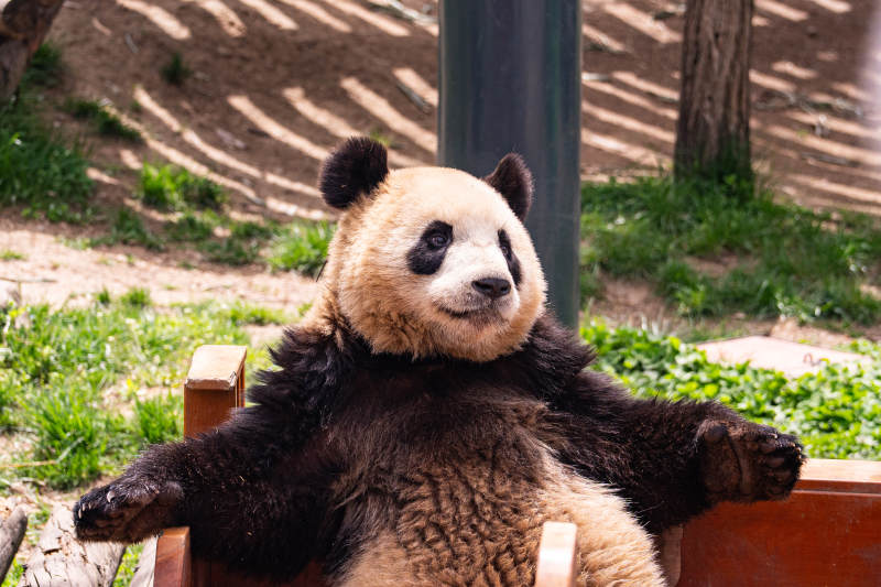 熊猫悠闲躺椅中图片