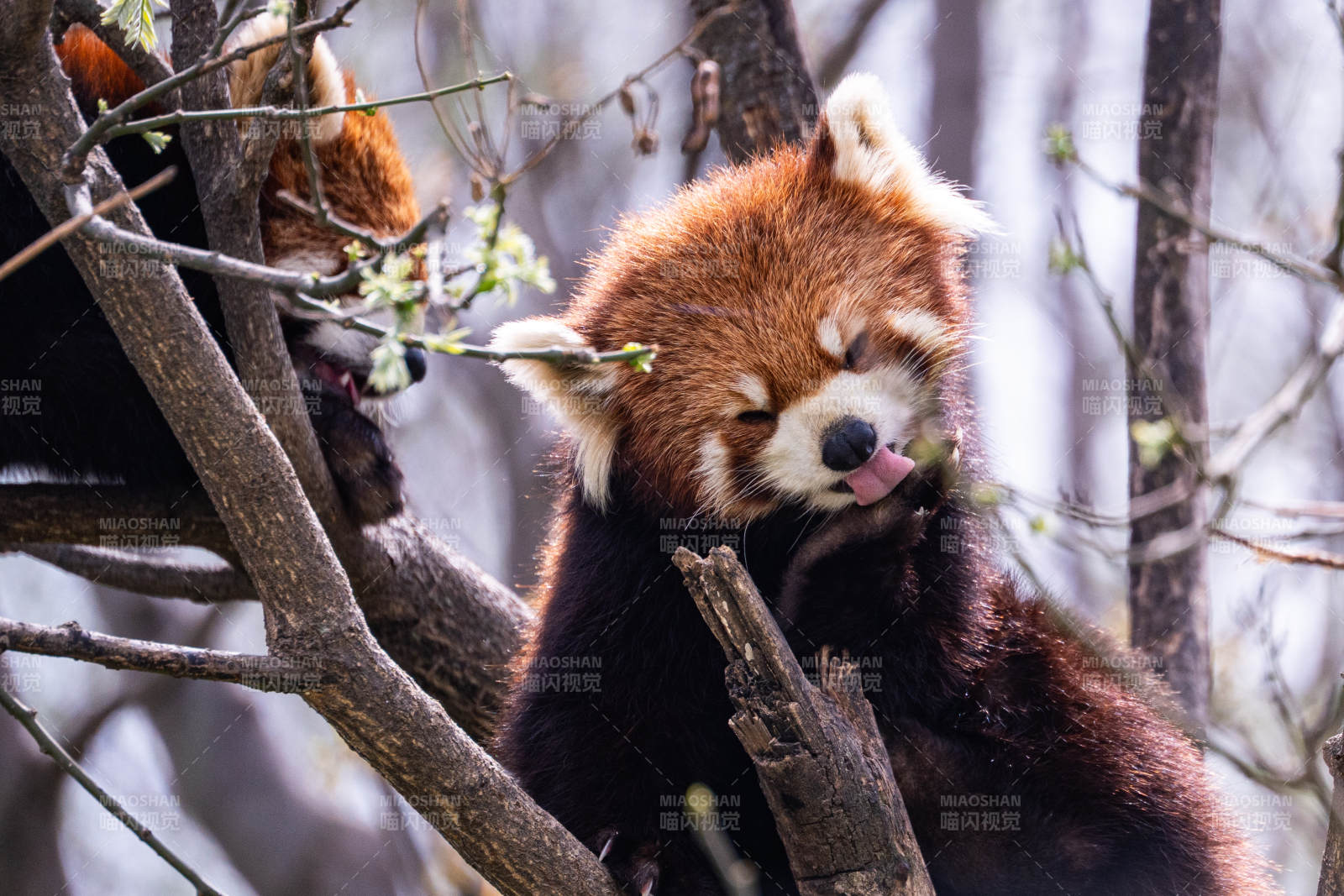 红熊猫树上休憩图片