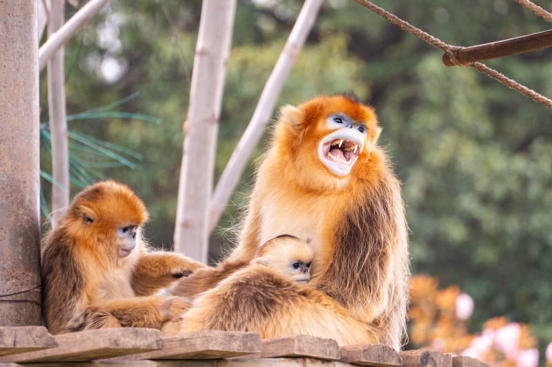 金丝猴母子嬉戏图片