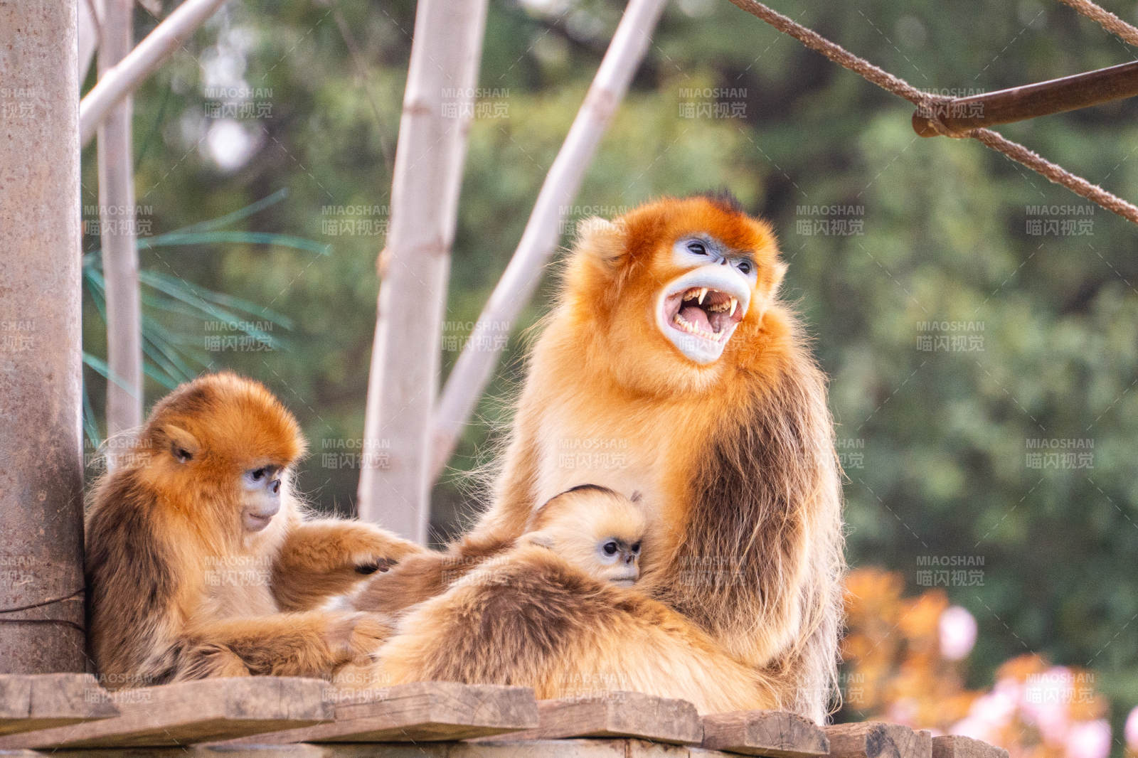 金丝猴母子嬉戏图片