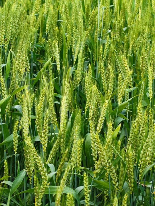 绿意盎然的麦田图片