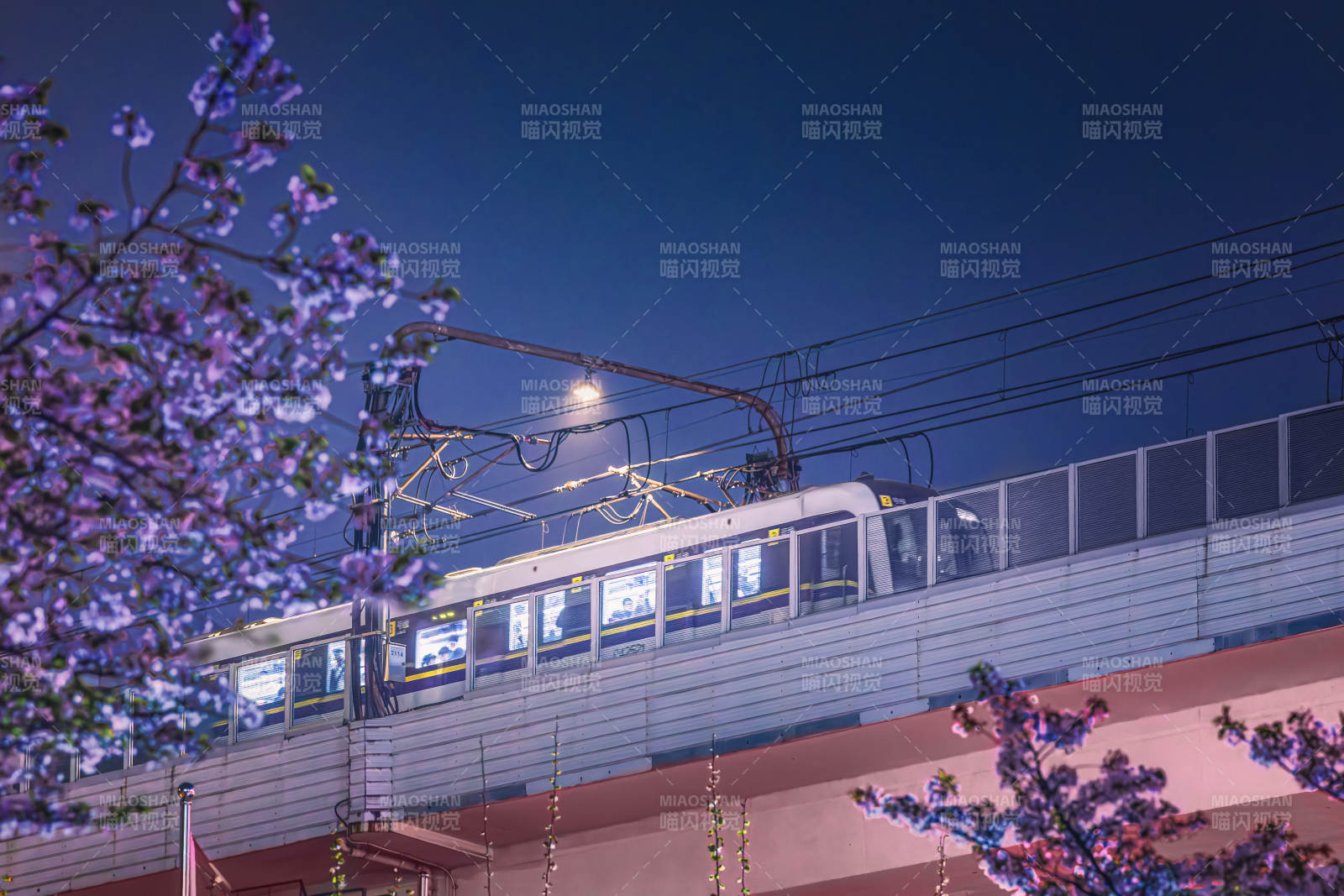 夜樱下的电车图片