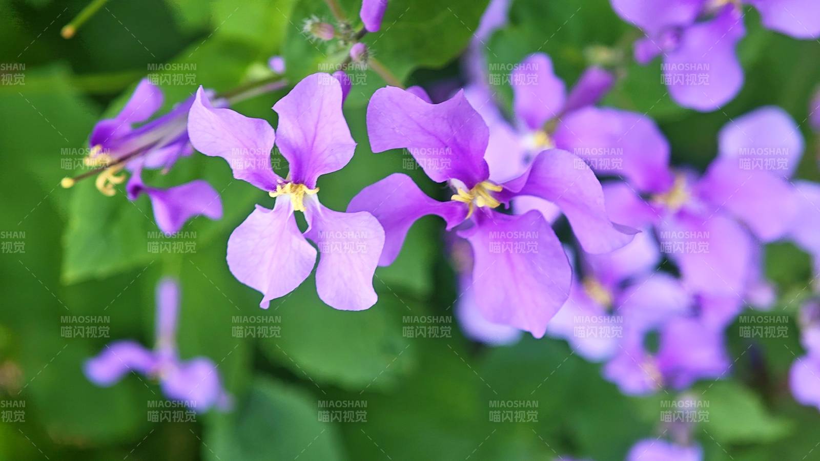 紫花绽放绿叶间图片