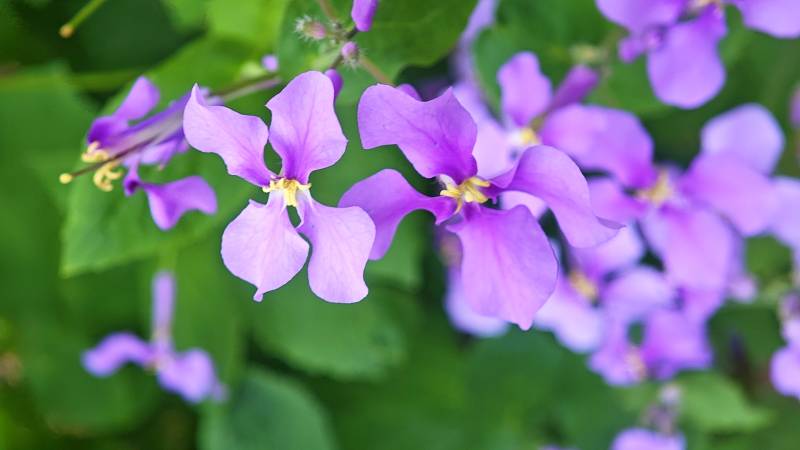 紫花绽放绿叶间图片