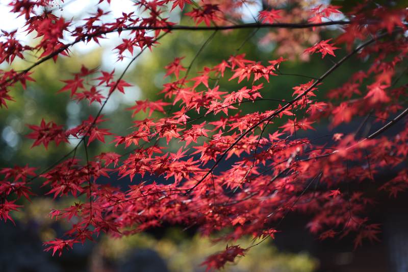 红枫映秋景图片