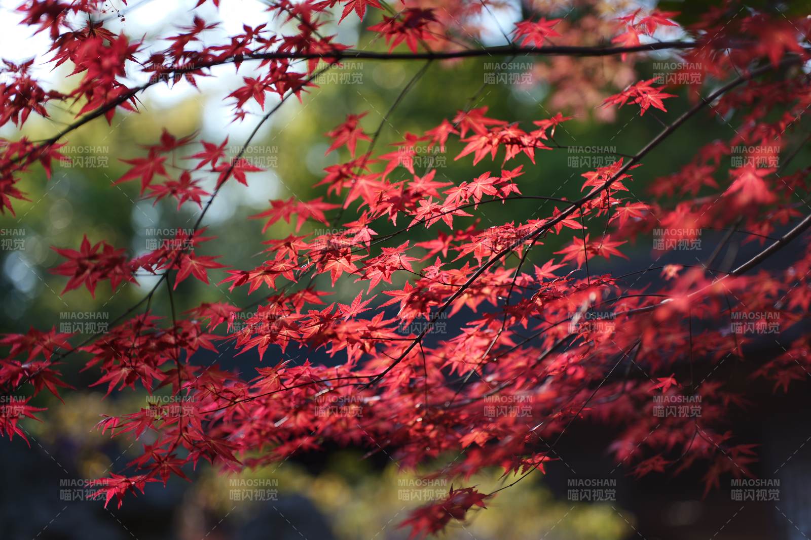 红枫映秋景图片