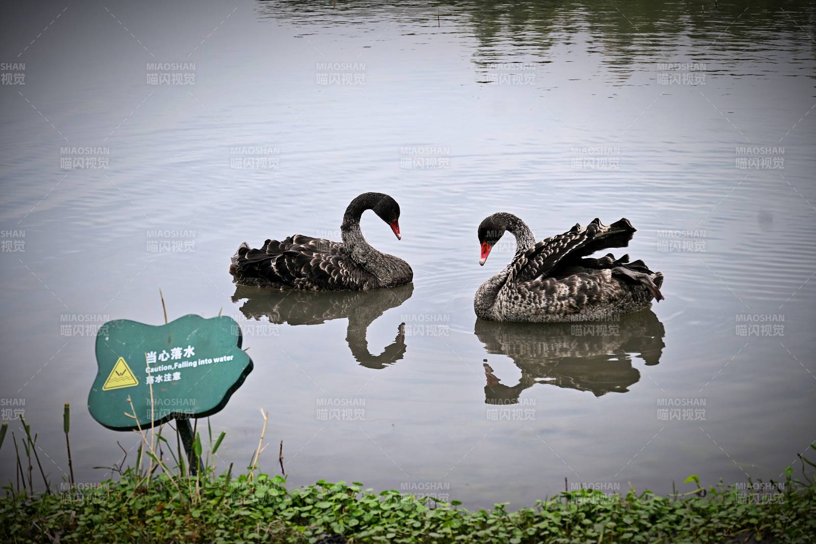 上海辰山公园里的黑天鹅悠游湖面图片