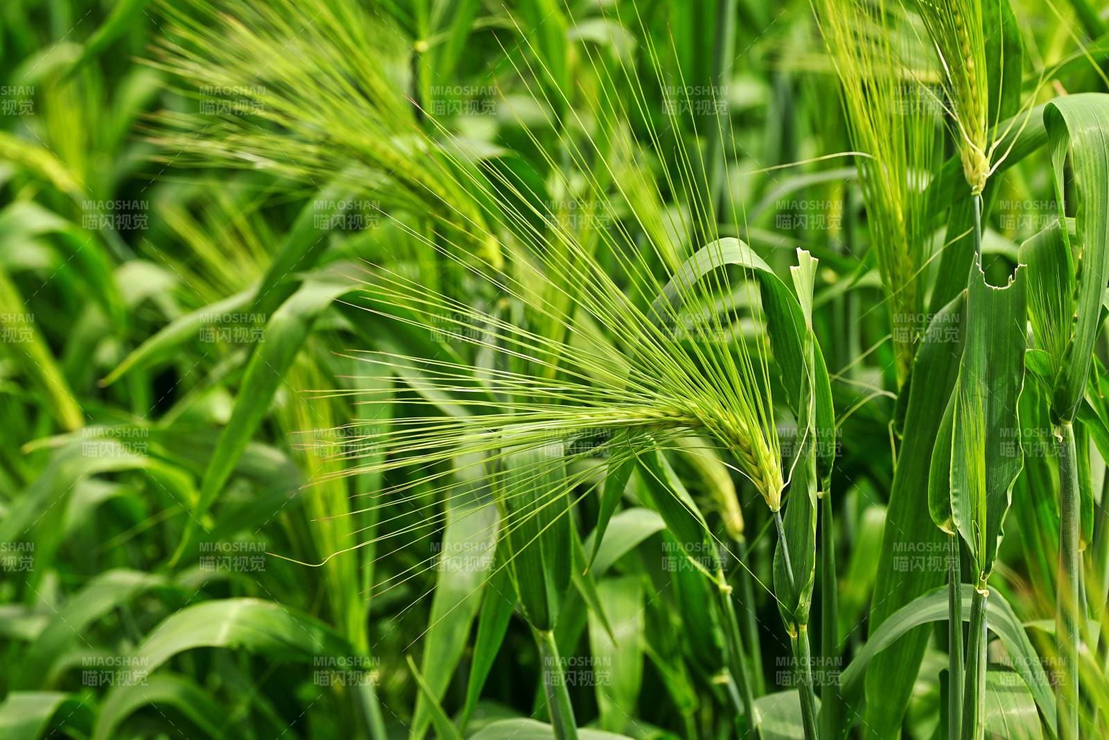 绿意盎然的麦田图片