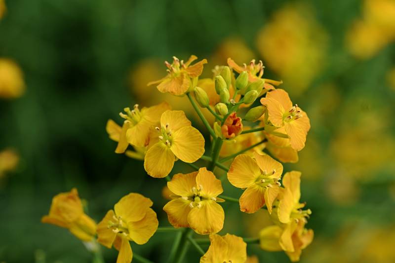 油菜花绽放图片