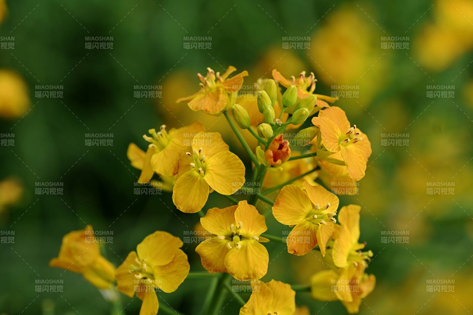 油菜花绽放图片