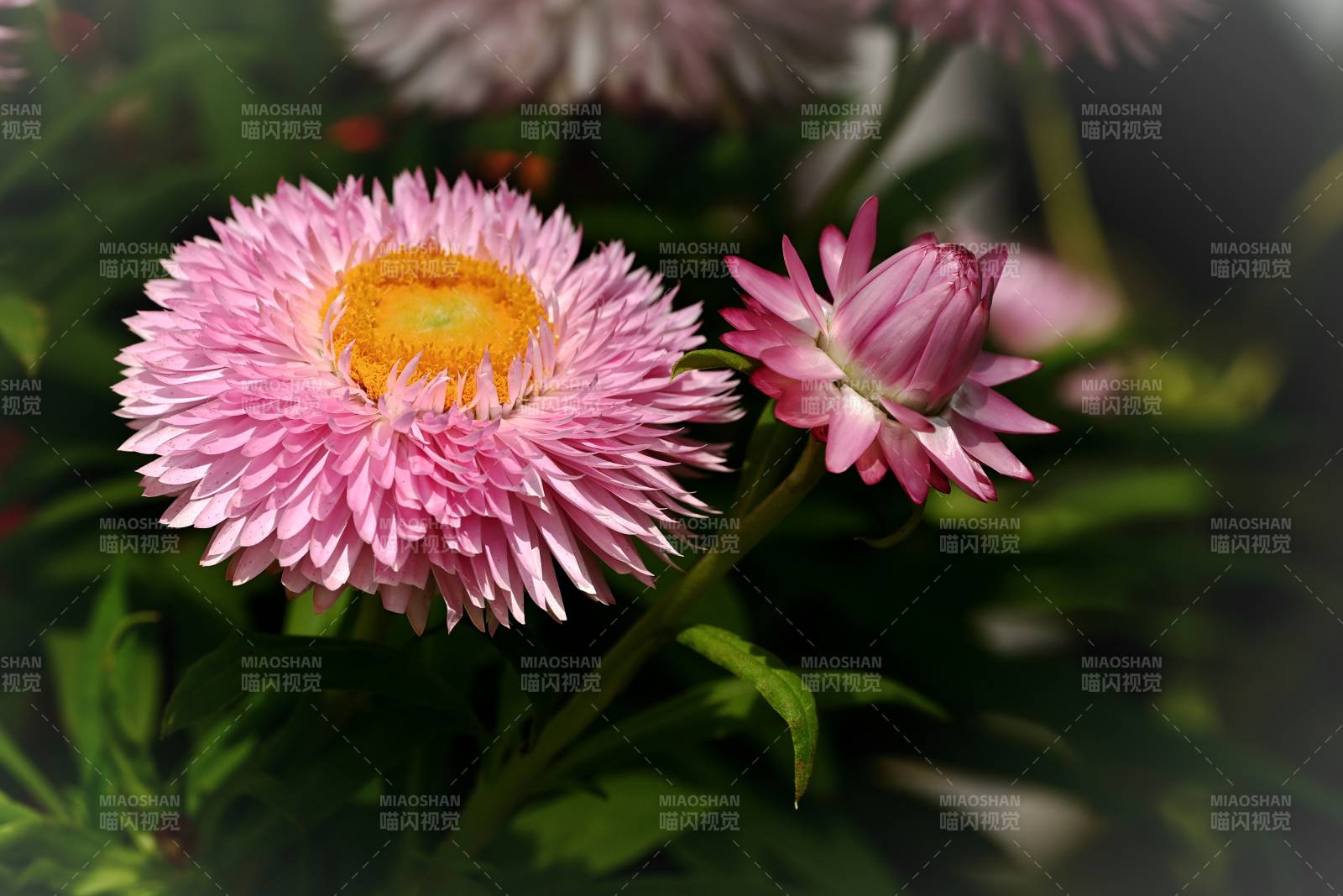 粉菊绽放 娇艳欲滴图片