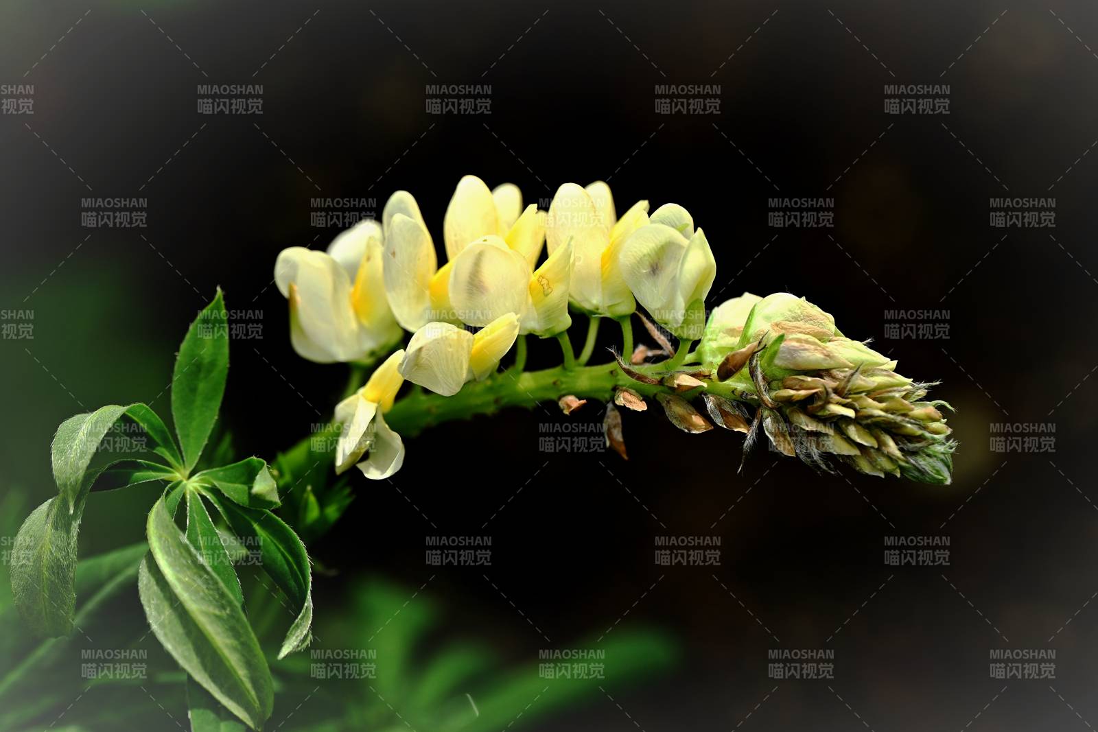 黄花羽扇豆绽放图片